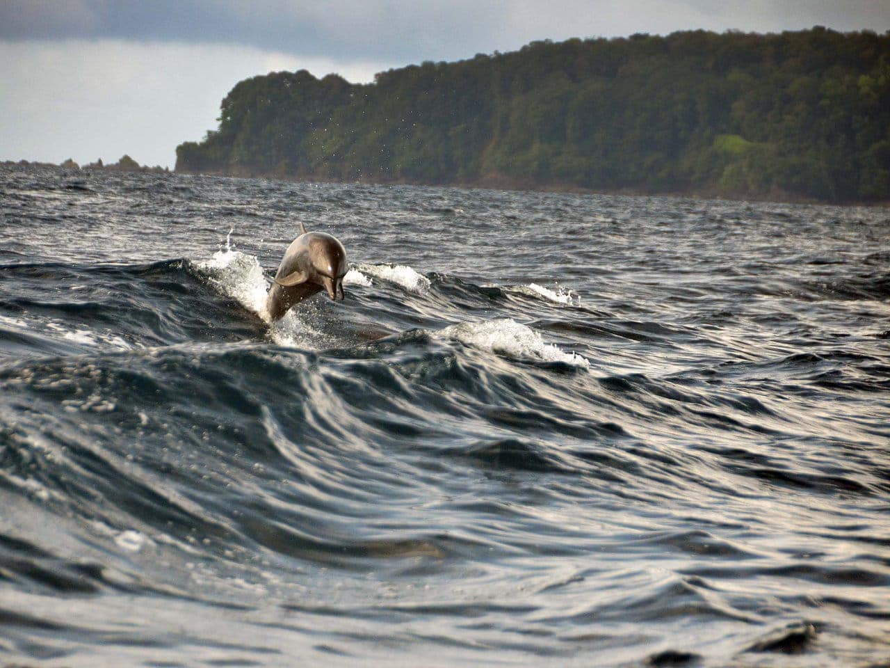 Cano Island Biological Reserve Costa Rica Canadas Best Luxury Website