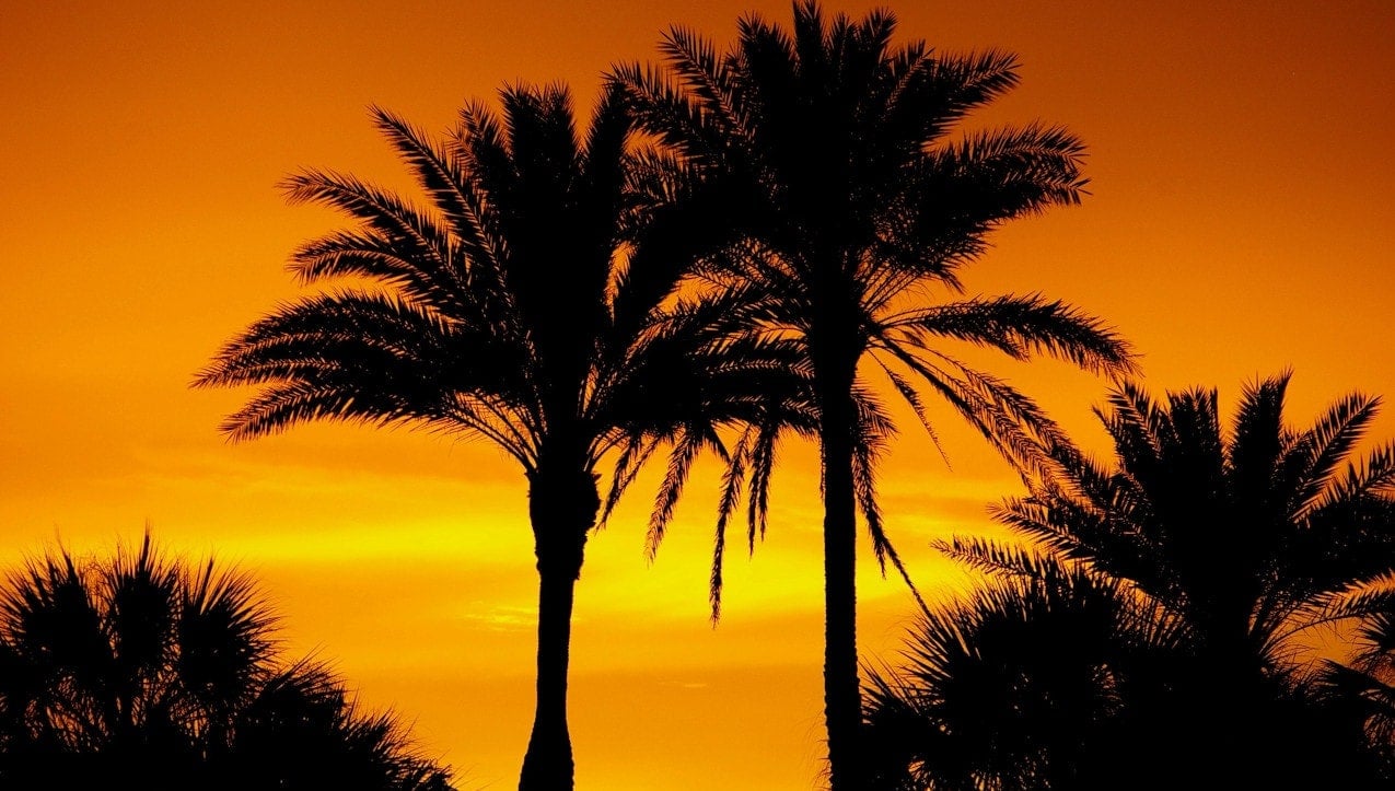 Palm trees at sunset in the glamorous Florida