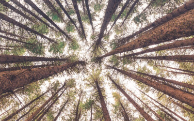 Entrepreneurs: Starting A Tree Care Business