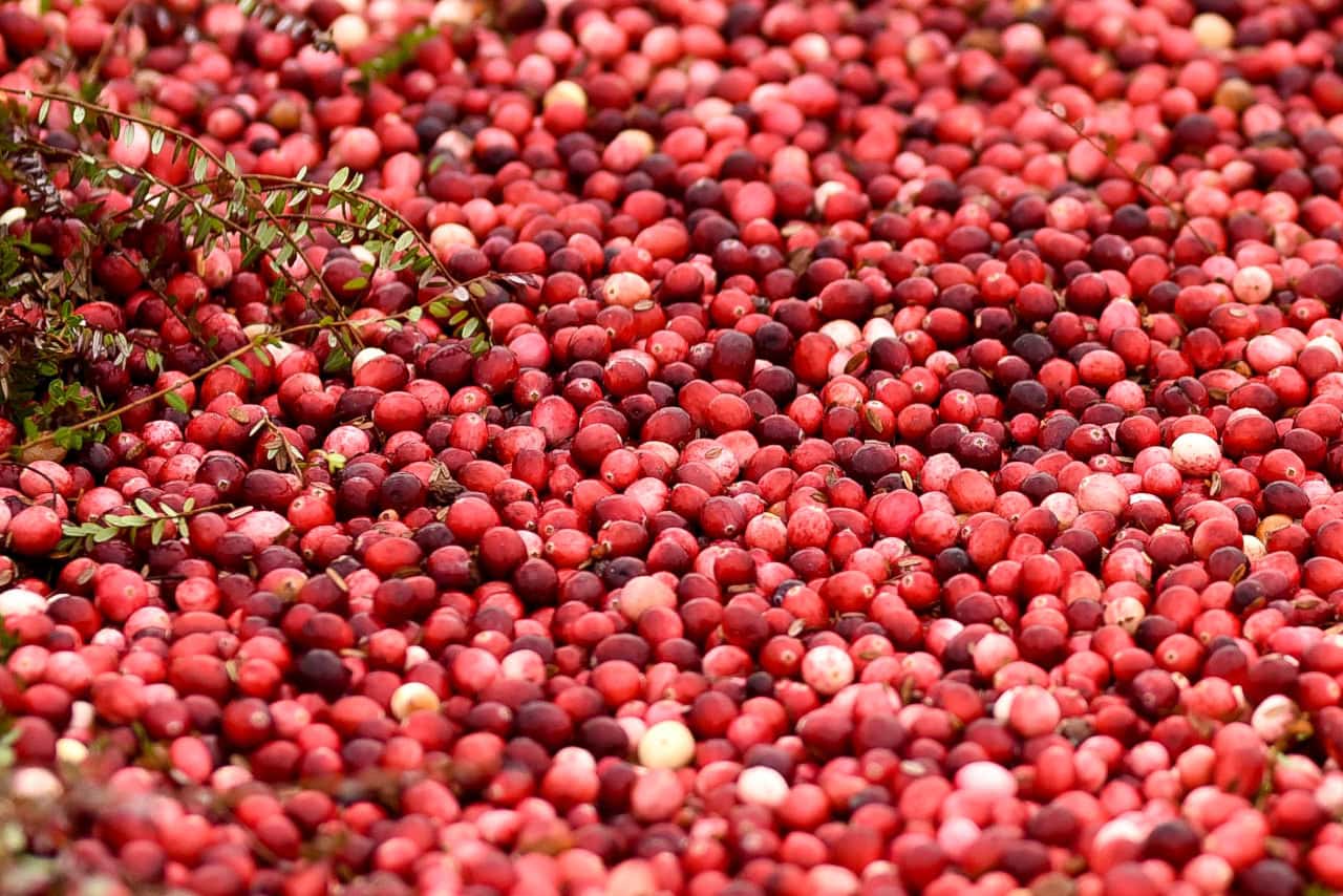 Cranberry_Festival_1