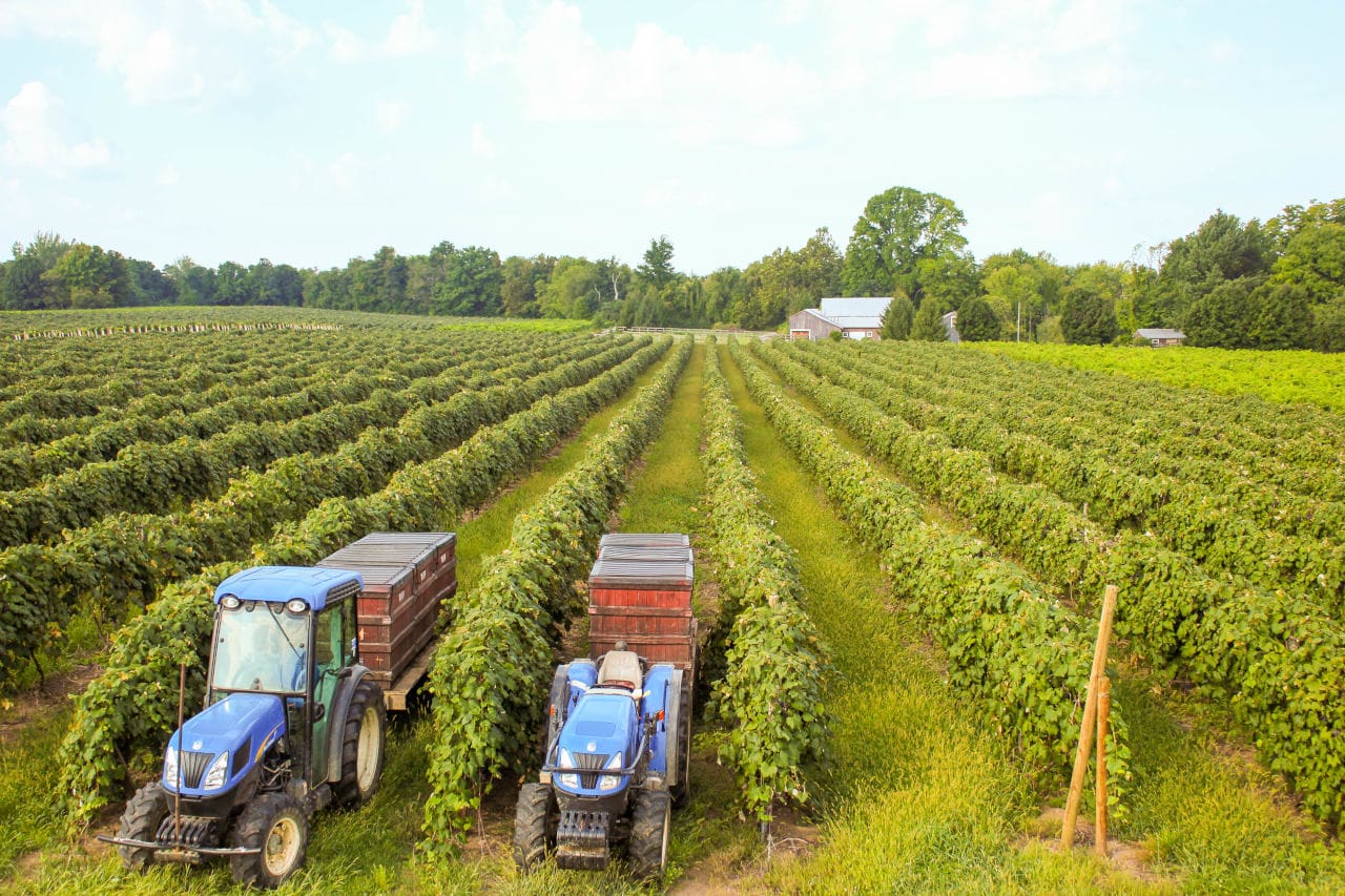 Lake Erie Wine Country Harvest