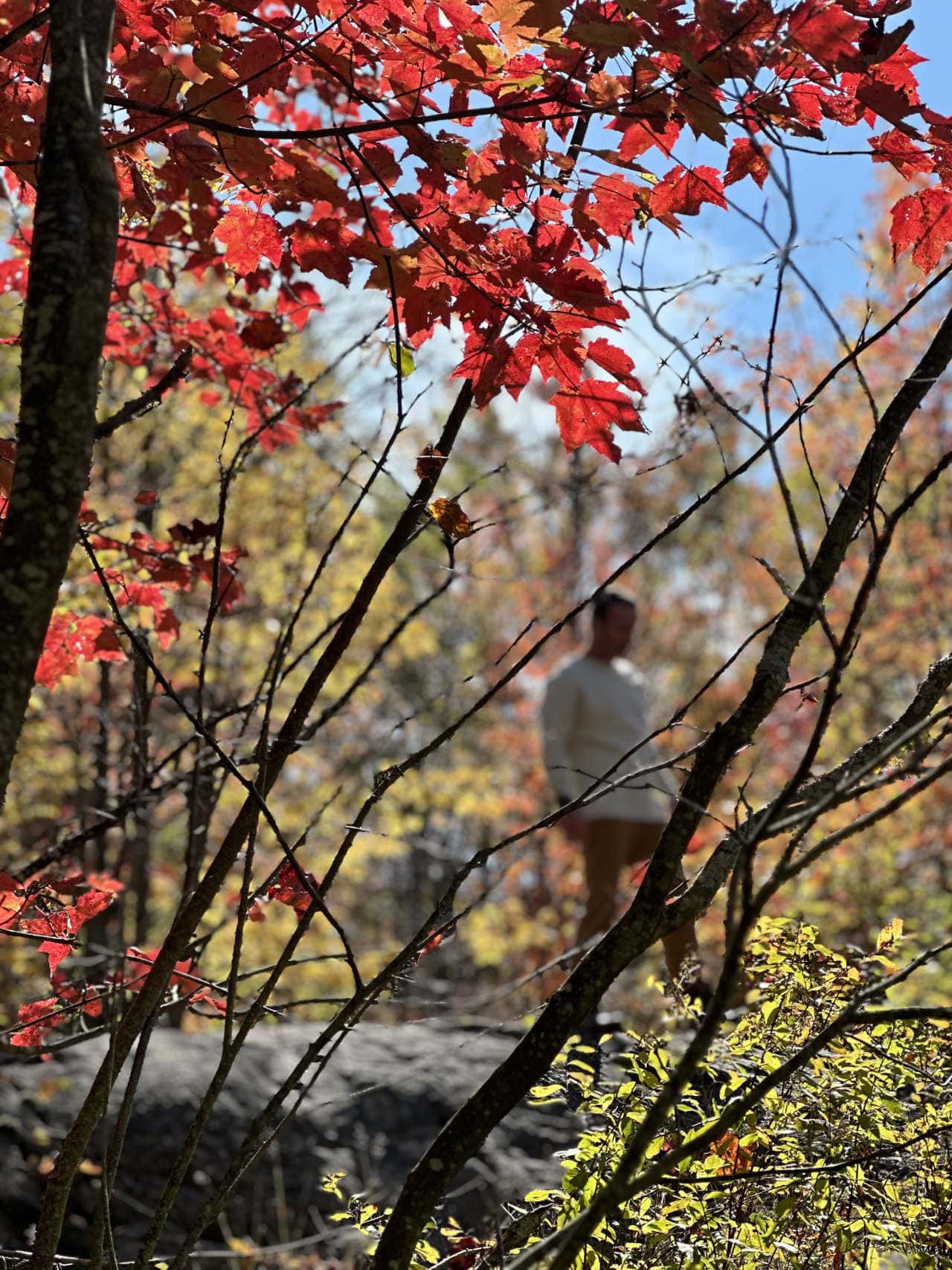 Laurier Woods – Red Leaves – Autumn (1)