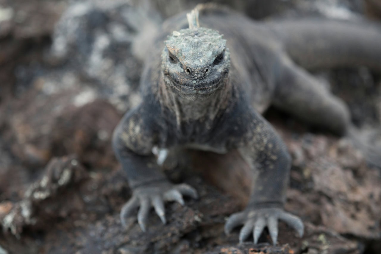 Galapagos