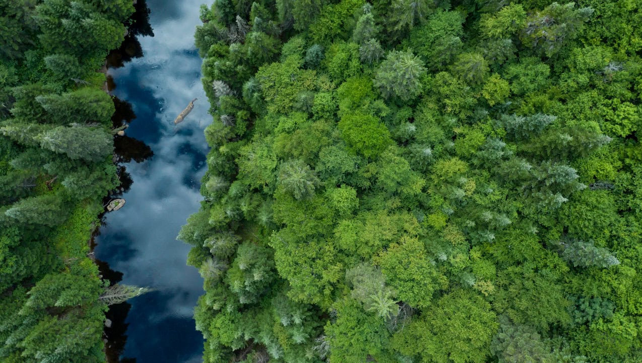 Aerial View of Boreal Nature Forest and River in Summer