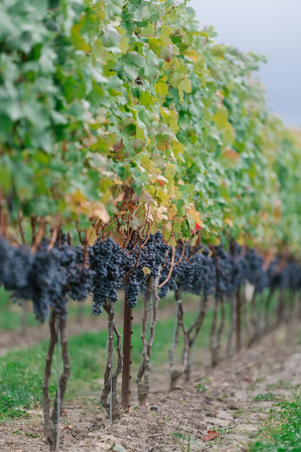 Niagara Winemakers, Stone Eagle Winery, Grapes